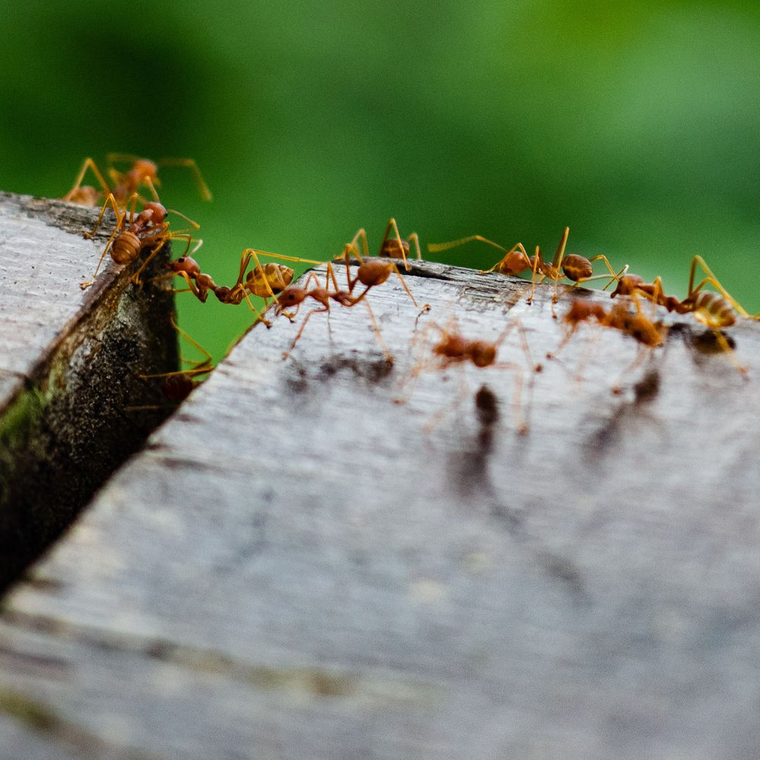 ants outside